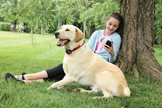 Stay Play Wireless Fence™ Stubborn Dog Add-A-Dog® Extra Receiver Collar